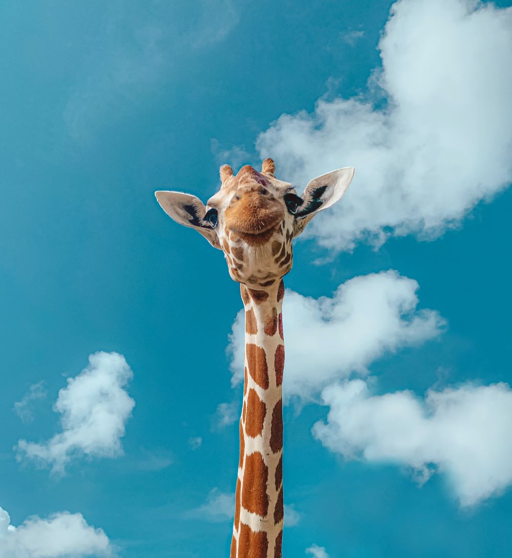 giraffe with sky background