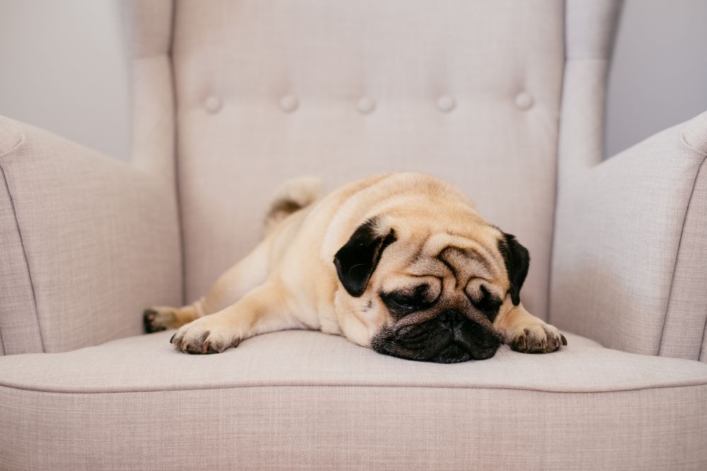 Pug Laying on a cushioned chair