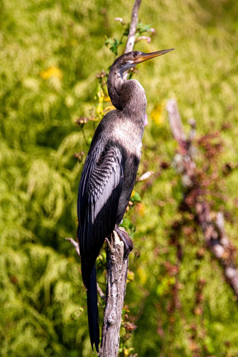 bird on florida reserve