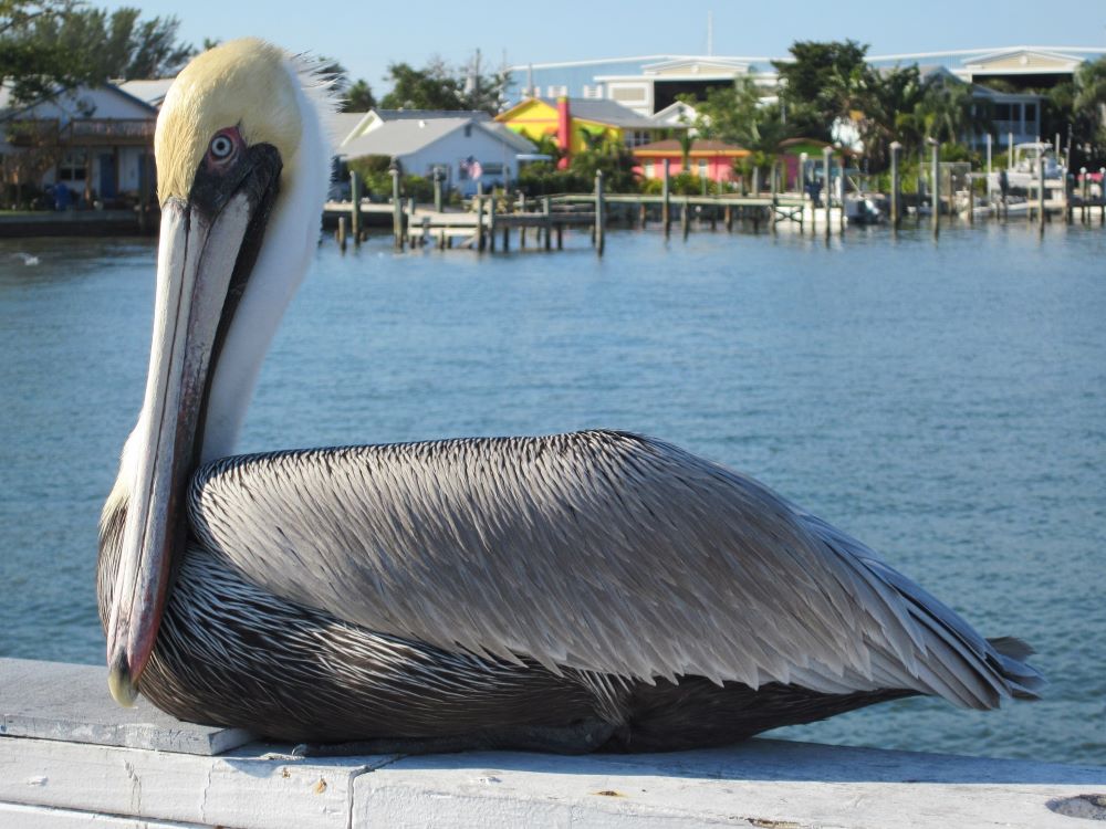 Pelican resting on a rail