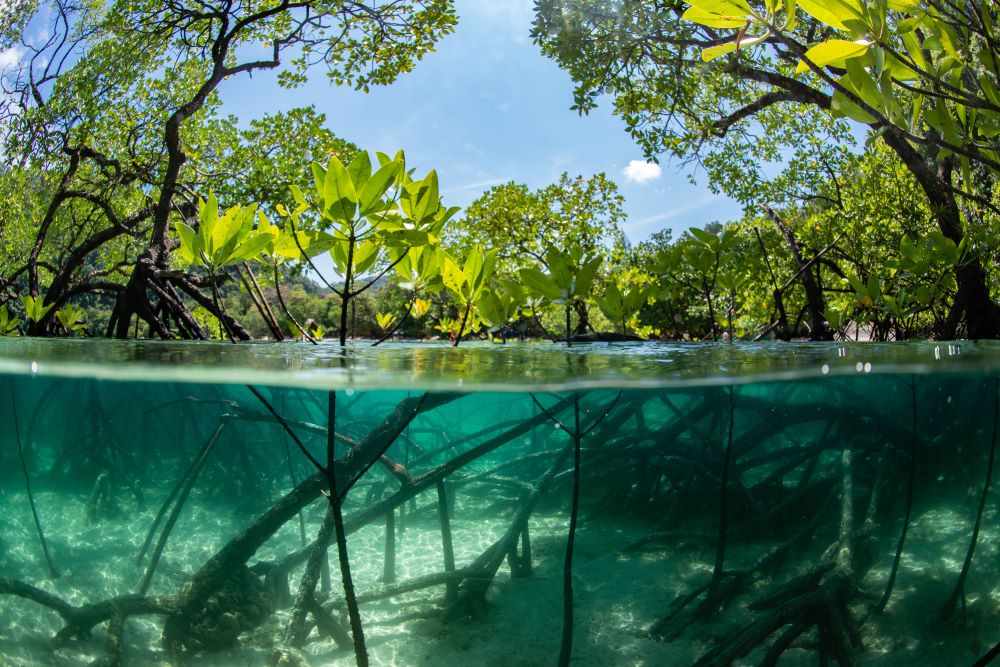 underwater in the mangroves
