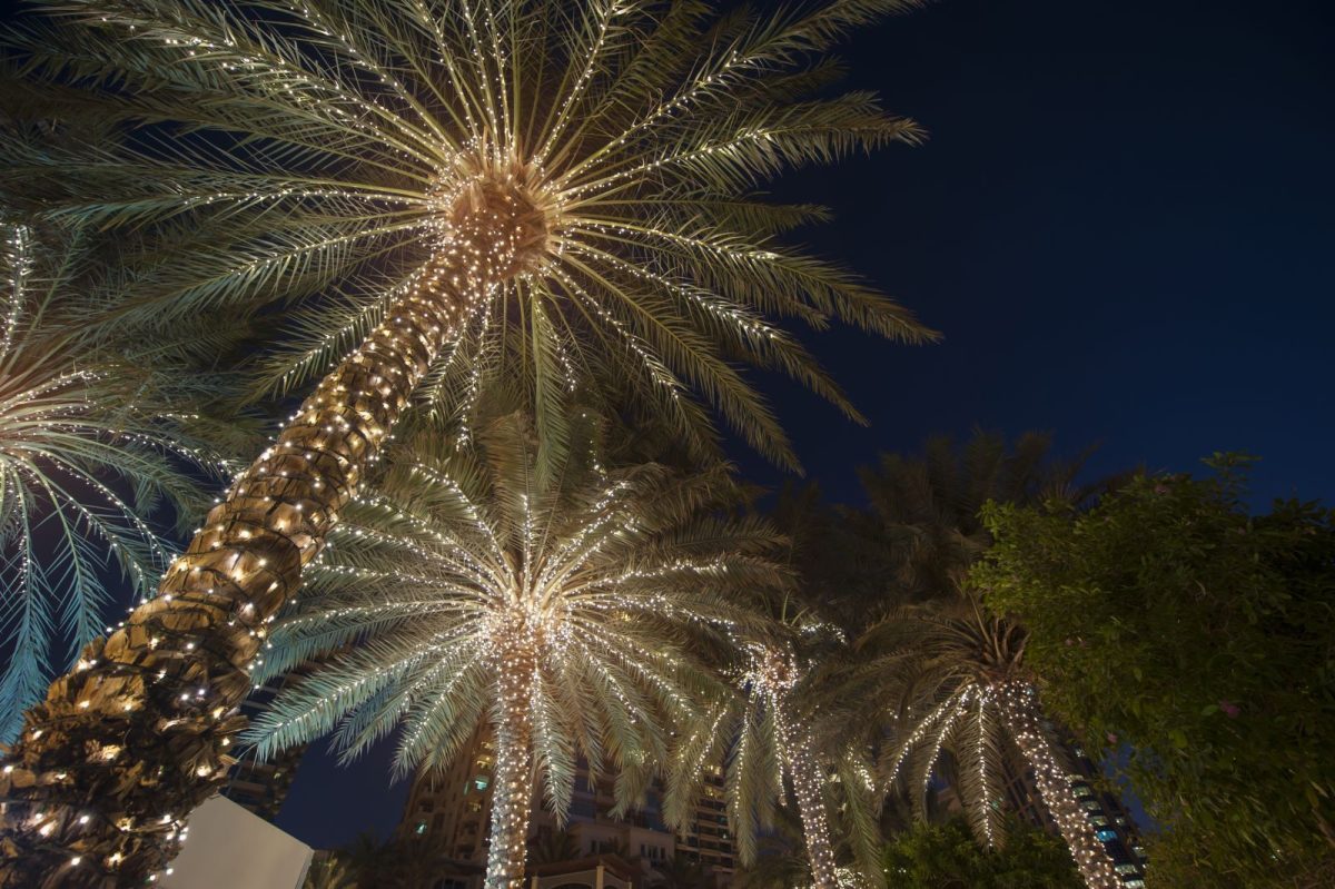 Holiday lights on palm trees