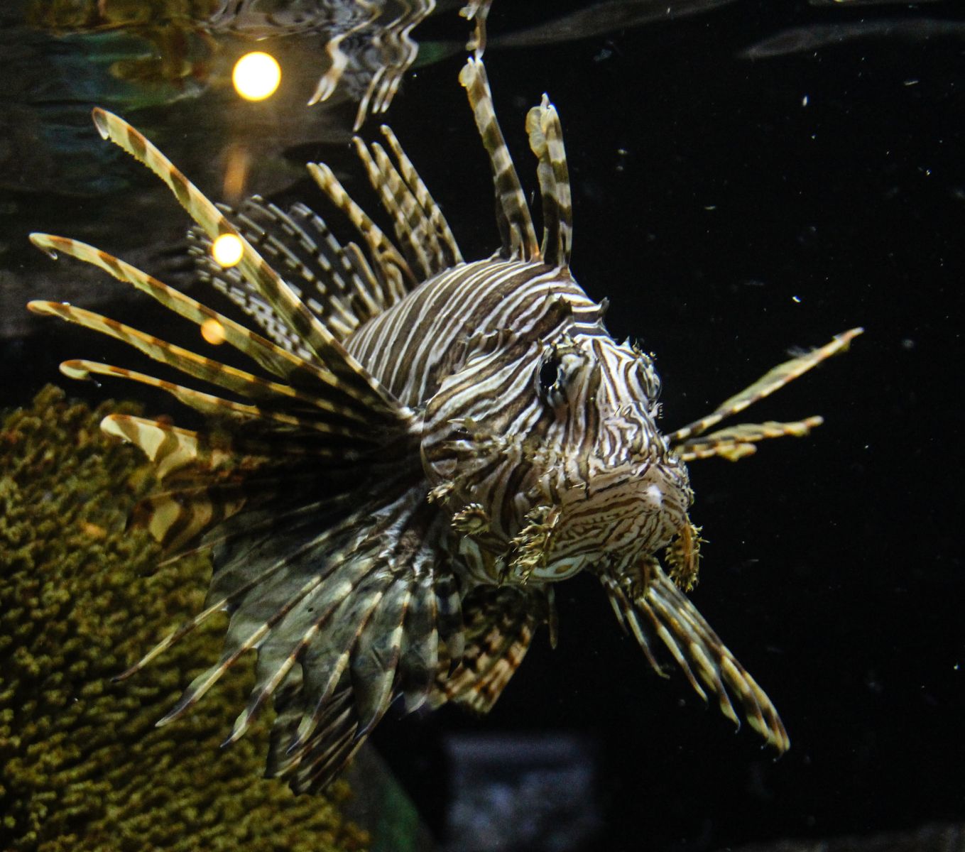 Mote Marine Laboratory and Aquarium Sarasota