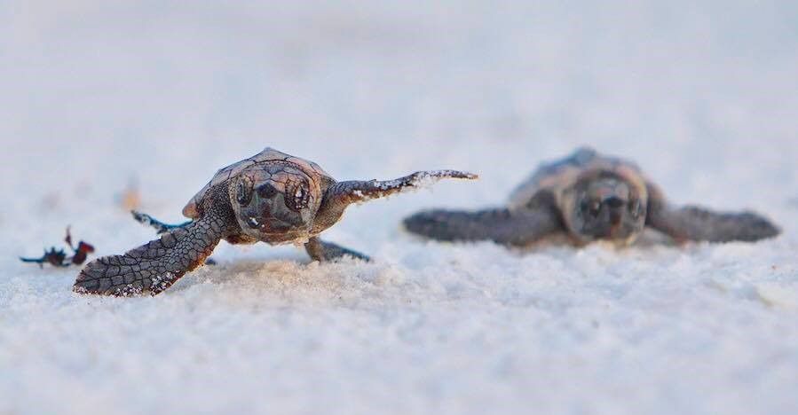 baby sea turtles on the beach